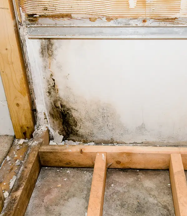 Mold Removal Services